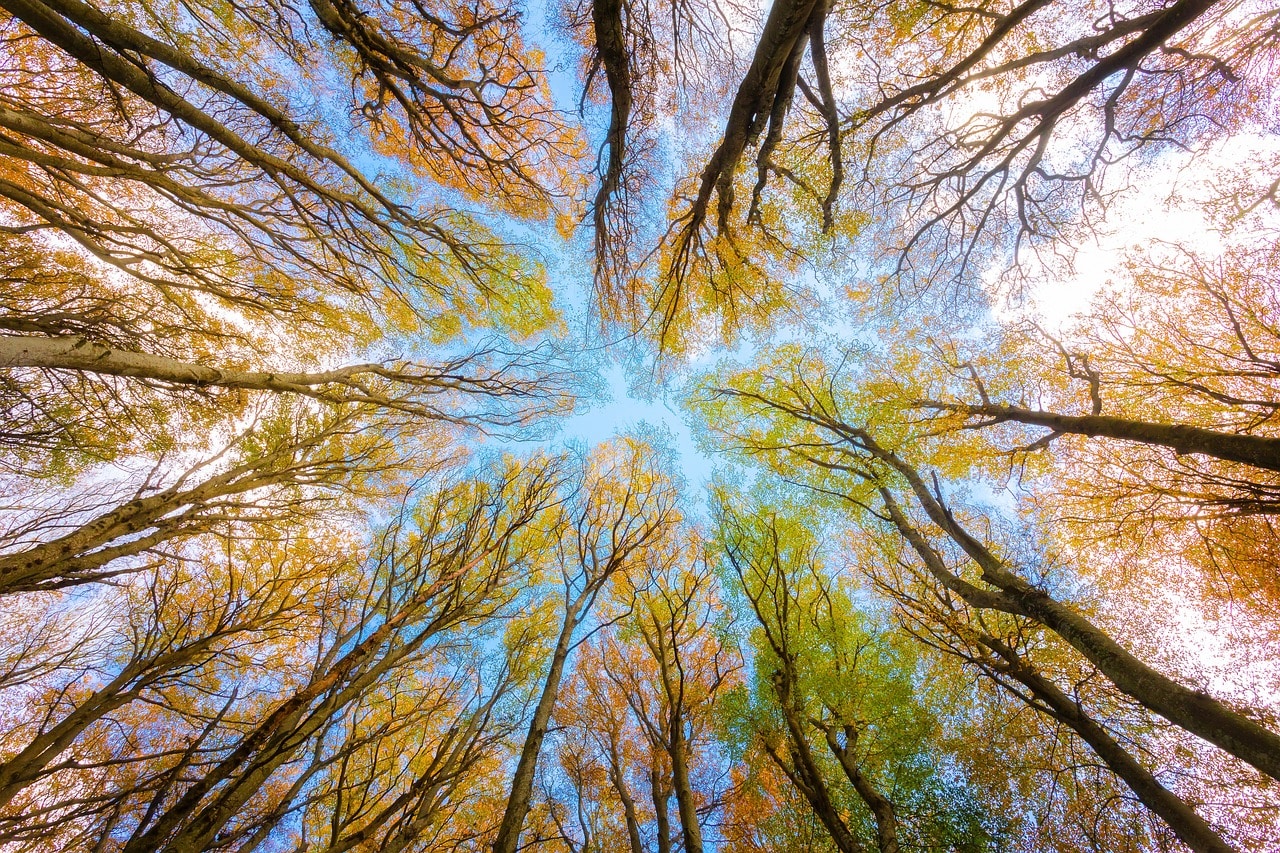 A colourful photo of the tops of trees